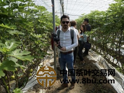 访学班成员参观无花果种植园区