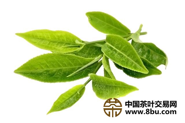 中国茶叶网