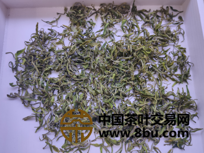 安吉白茶预售图2