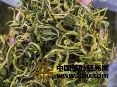 安吉白茶黄杜产区批发图2