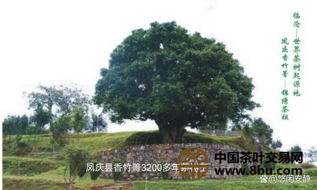 云南临江滇红