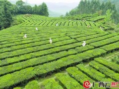 “梧州六堡茶”获评2022中国茶叶最具品牌传播力品牌