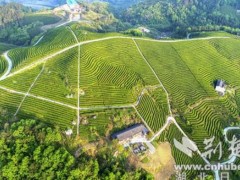 竹山竹茶集团牵手全国十强茶企 打造茶产业“航母”