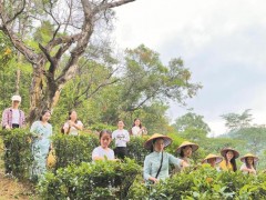 新老茶人接续本地“茶脉” 重塑“五桂山茶”昔日辉煌