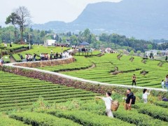 秦岭北麓茶叶种植示范基地在西安市长安区揭牌