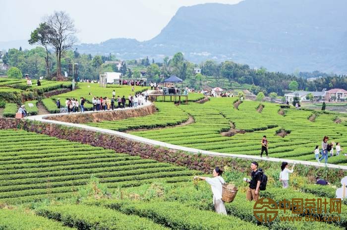 秦岭北麓茶叶种植示范基地